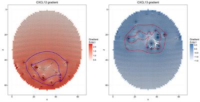 Implications of Intravital Imaging of Murine Germinal Centers on the Control of B Cell Selection and Division